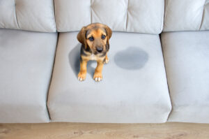 chien dégât sur divan
